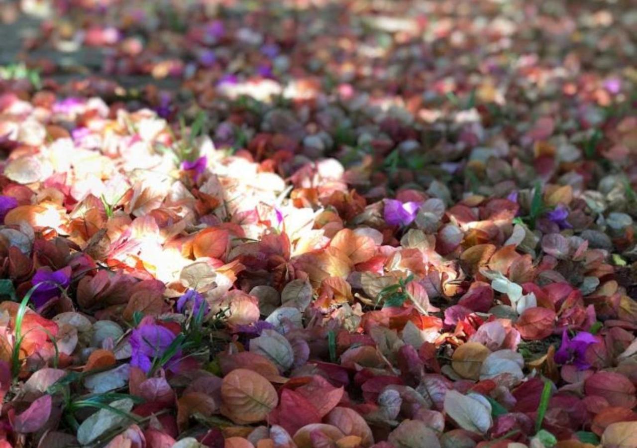 Pousada Halliny Do Rosa Praia do Rosa Ngoại thất bức ảnh