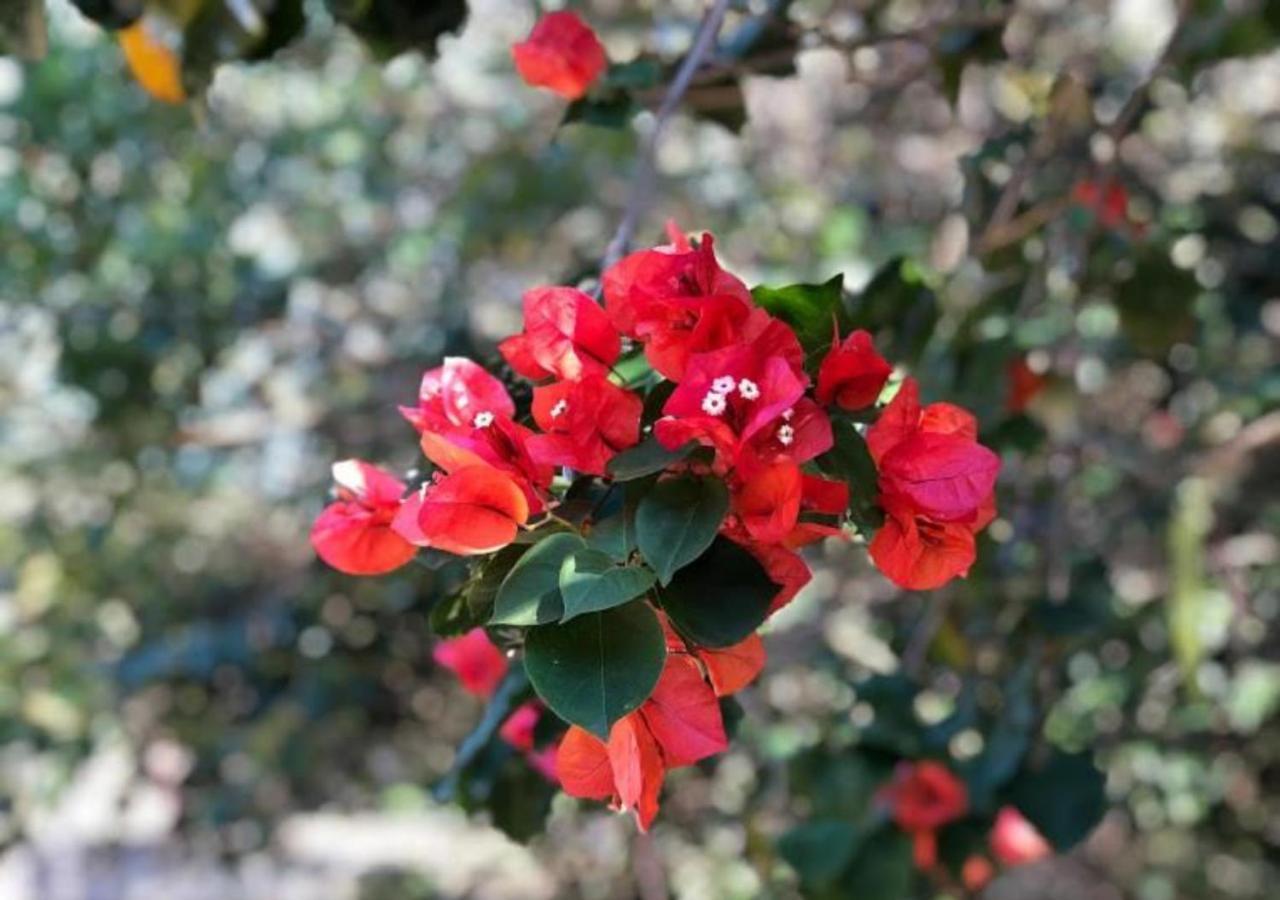 Pousada Halliny Do Rosa Praia do Rosa Ngoại thất bức ảnh